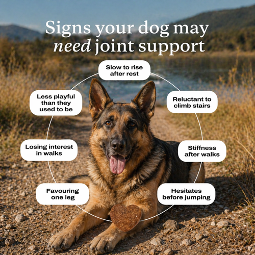 8-in-1 Joint & Mobility Soft Chews for Dogs